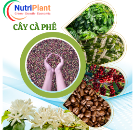 Chuyên Dùng Cây Cà Phê