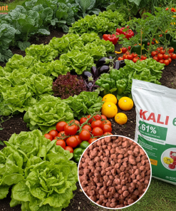 Kali miễng 61%-NUTRIPLANT