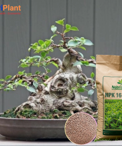 NPK 16.16.8 NUTRIPLANT