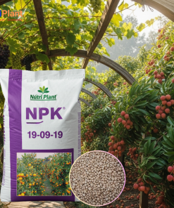 NPK 19-9-19 NGA Cây Ăn Trái - NUTRIPLANT