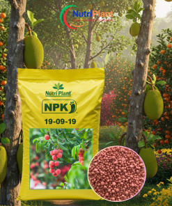 NPK 19-9-19 Cây Ăn Trái - NUTRIPLANT