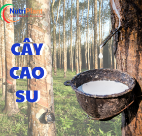 Chuyên Dùng Cây Cao Su