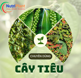 Chuyên Dùng Cây Tiêu