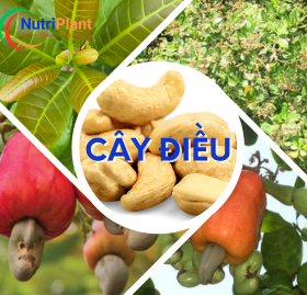 Chuyên Dùng Cây Điều