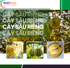 Chuyên Dùng Cây Sầu Riêng